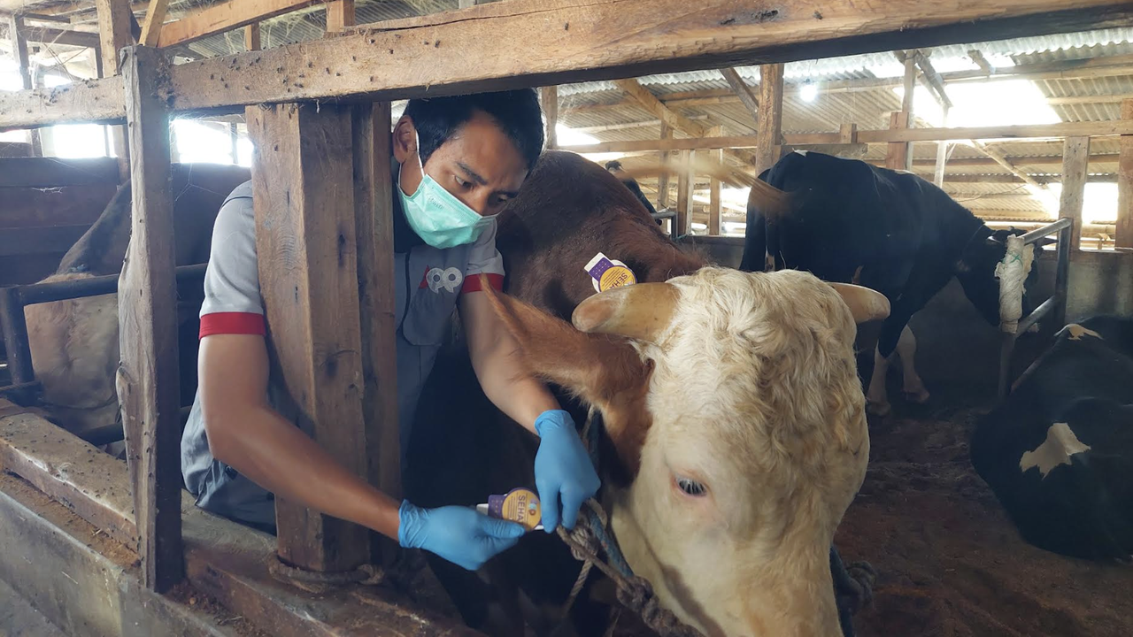 Sapi Jumbo Simental 1 Ton Asal Cisarua Bandung Dibeli Presiden Prabowo Seharga Rp110 Juta