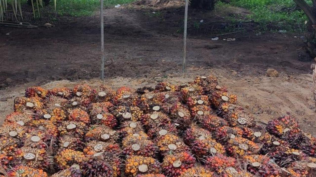 Harga Sawit Tertekan, PTPN IV PalmCo Jaga Serapan TBS Petani Sesuai Aturan