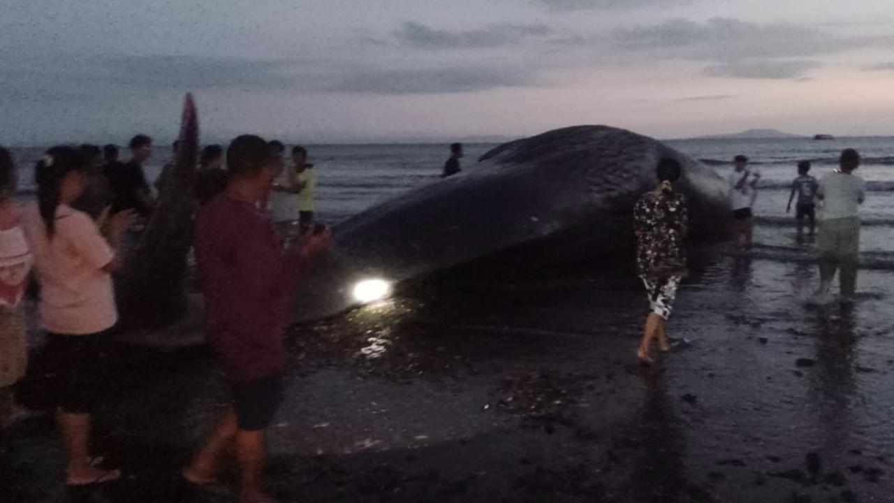 Paus Sperma Panjang 15 Meter Mati Terdampar di Pantai Jembrana