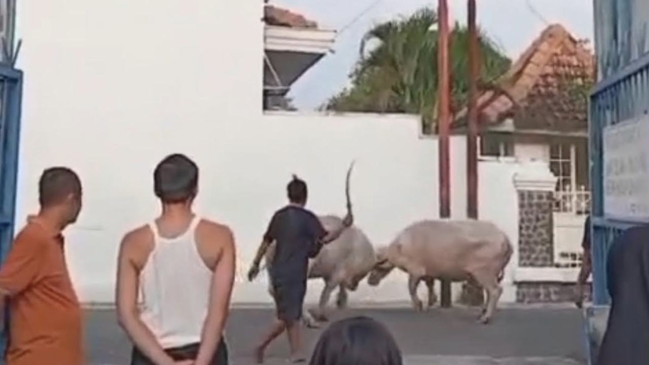 2 Kebo Bule Adu Banteng saat Latihan Kirab Malam 1 Suro 2026