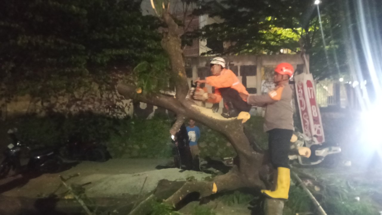 Pohon Tumbang di Depan Kampus Unpad Jatinangor, Tiga Pengendara Motor Luka Berat Usai Tertimpa