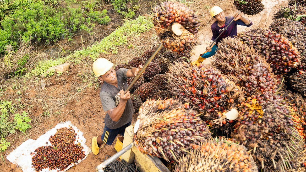 Gen Z Diajak Manfaatkan Produk Hilirisasi Sawit untuk Membangun Bisnis UMKM