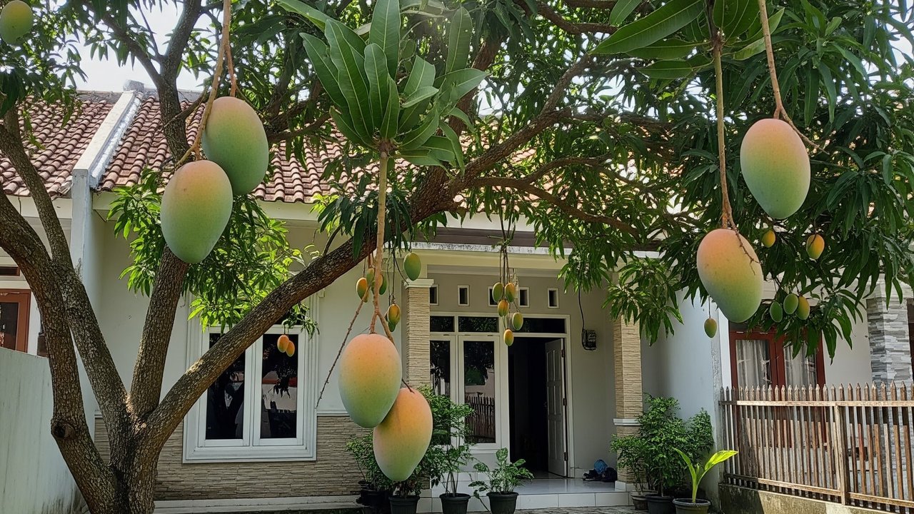 Cara Membuat Pohon Mangga Berbuah di Luar Musim. (Foto: AI)