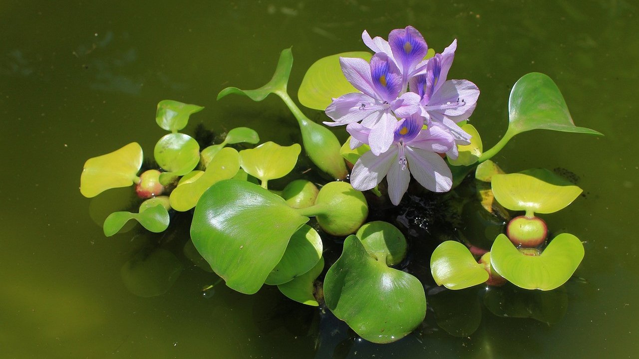 eceng gondok (Image by Maya A. P from Pixabay)
