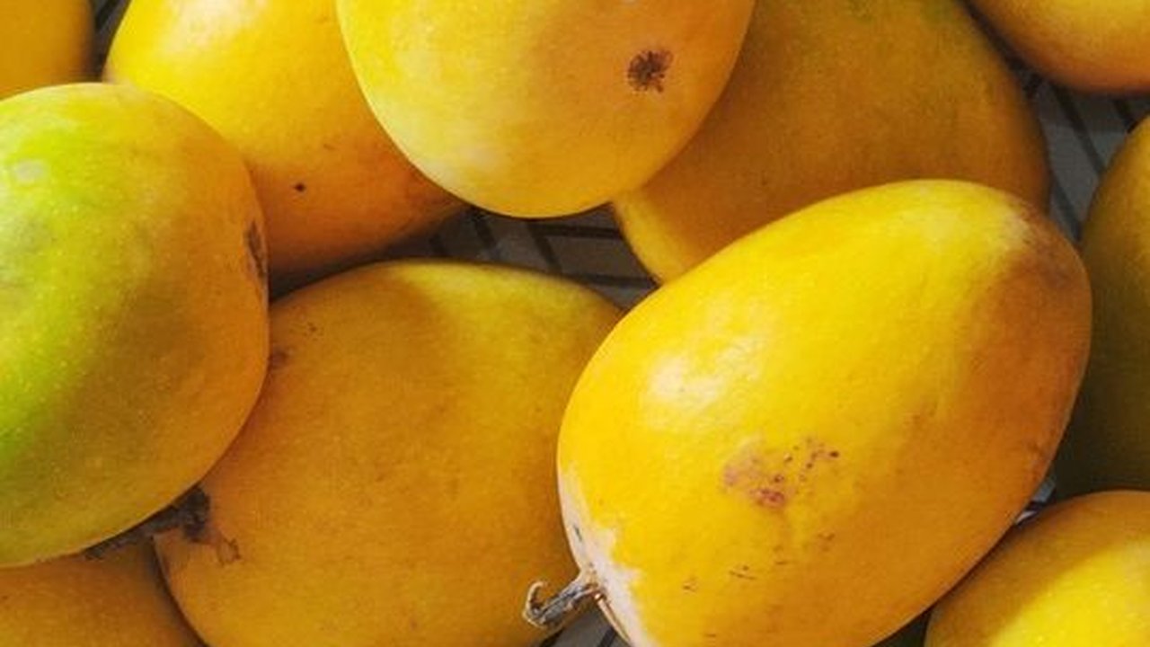 Efek Samping Makan Mangga Terlalu Banyak, Bisa Picu Alergi hingga Gangguan Lambung