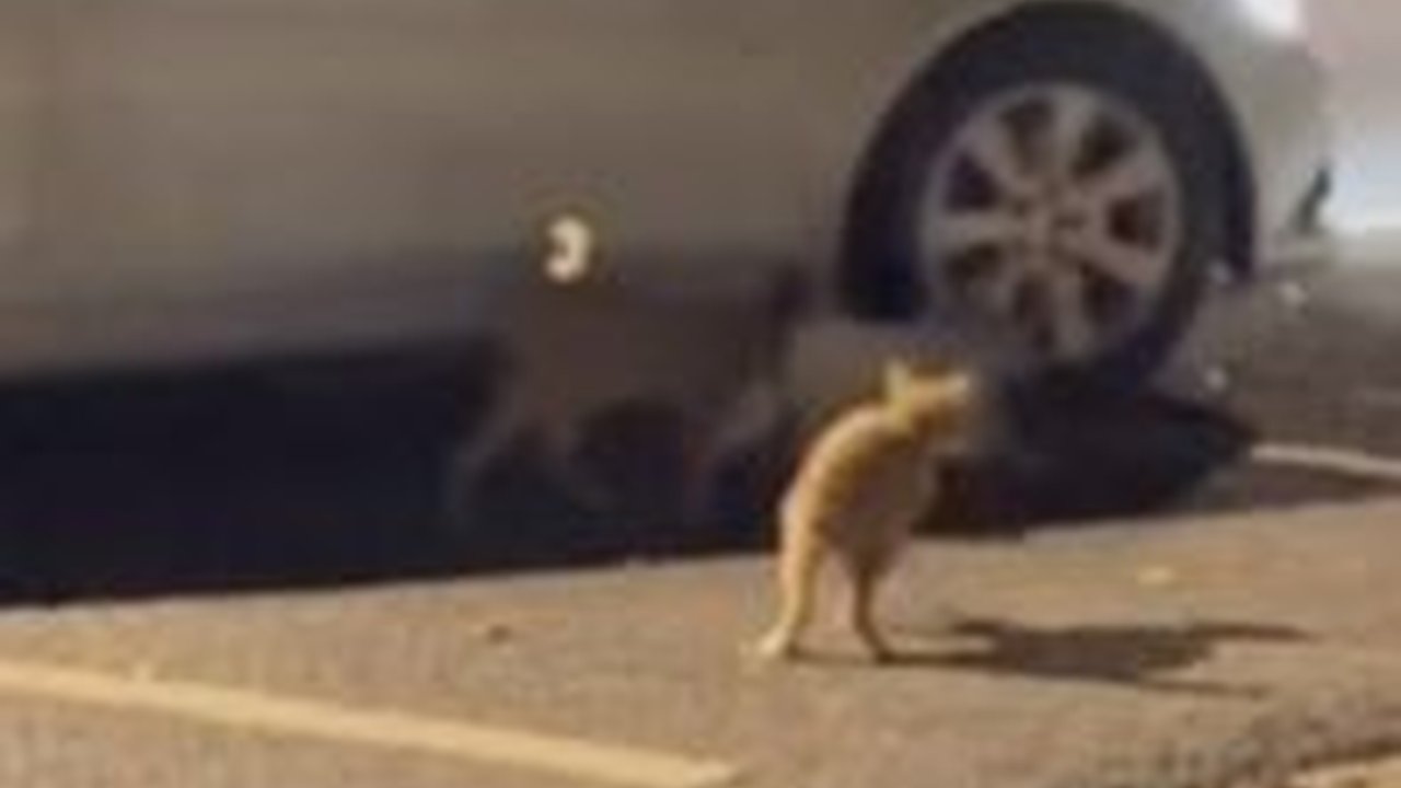 Wow, Mobil Mercy ini Jadi 'Sasaran' Rombongan Kucing ternyata Ada Rahasia di Balik Kedatangannya
