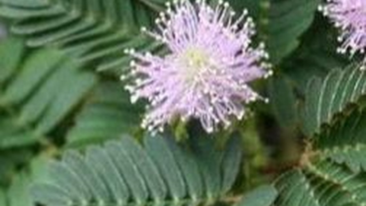 12 Manfaat Daun Putri Malu, Efektif Atasi Masalah Vitalitas Pria