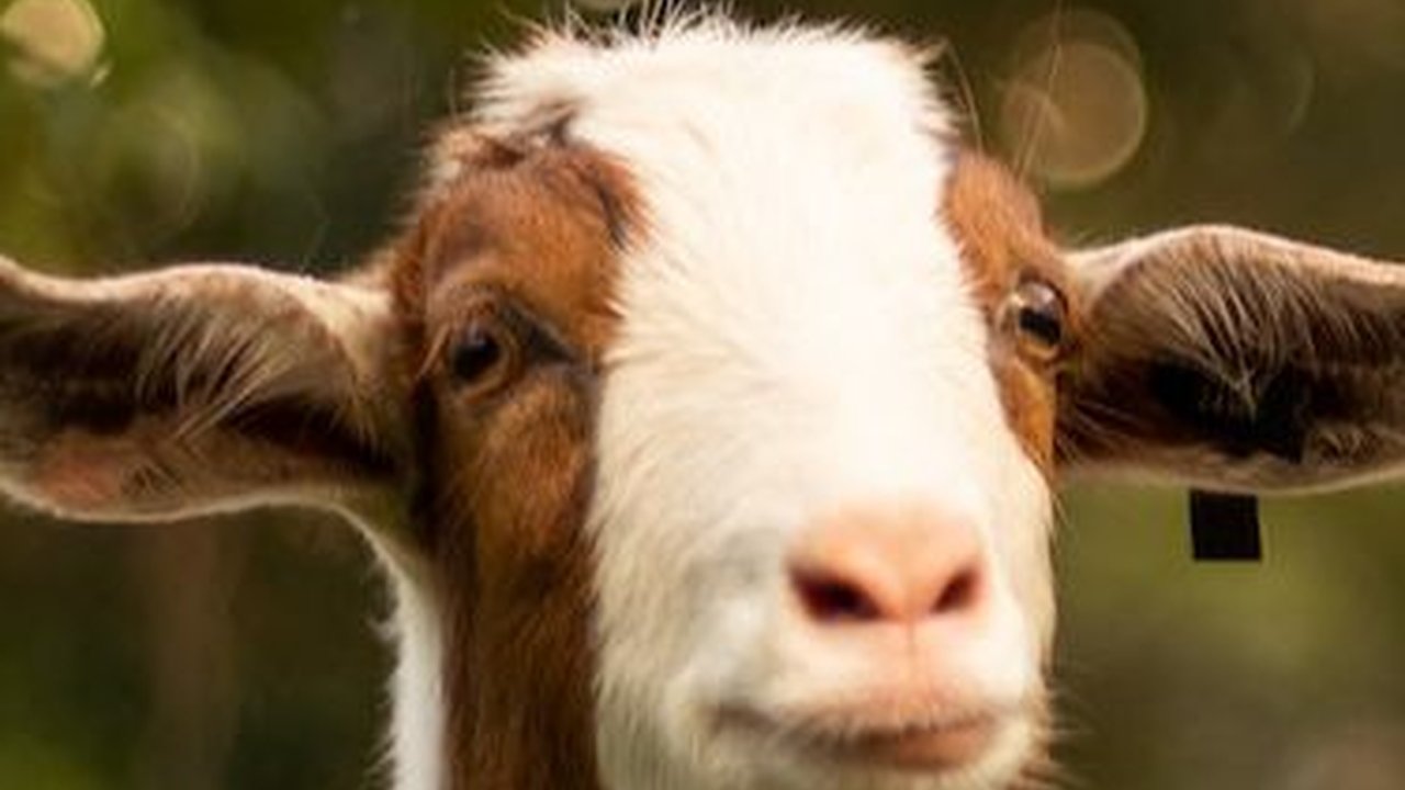 Harga Anak Kambing Lengkap Berbagai Jenis, Disertai Tips Cara Memeliharanya dengan Benar