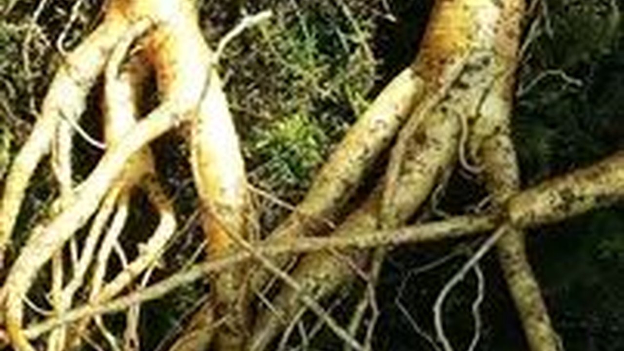 8 Manfaat Daun Ginseng Bagi Tubuh, Di Antaranya Cegah Kanker & Jaga Kesehatan Hati