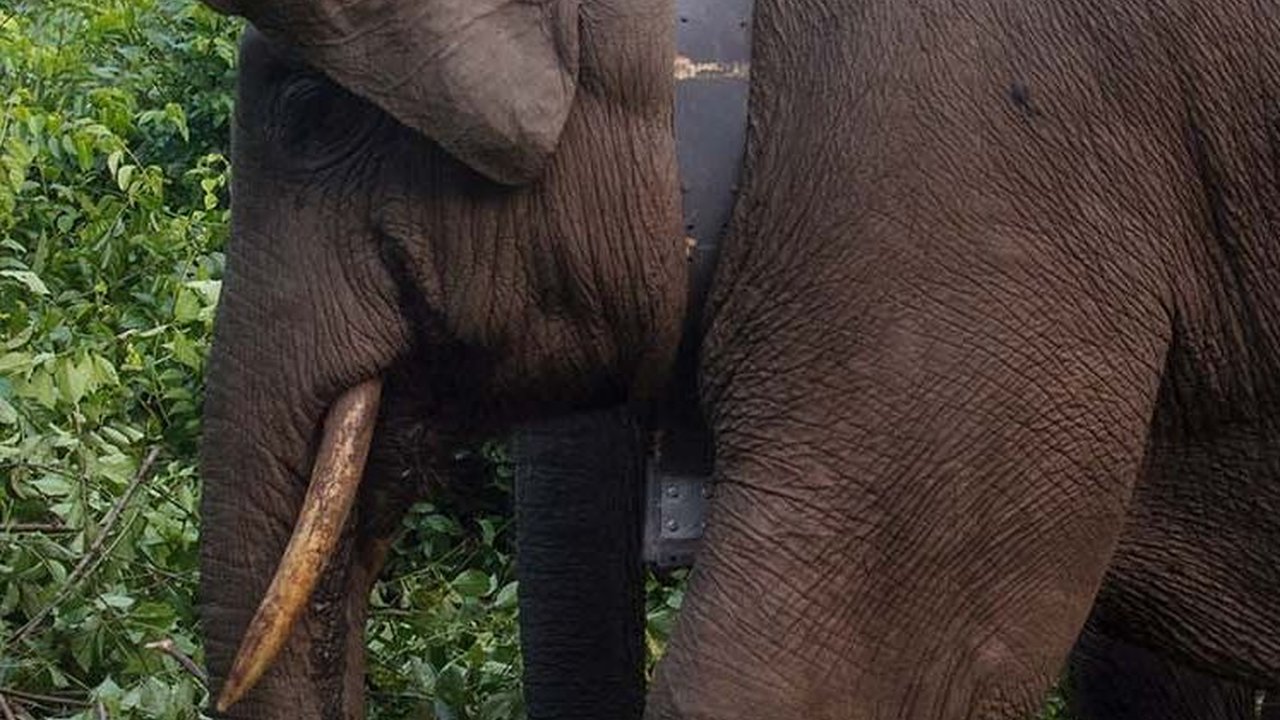 FOTO: Melihat Gajah-Gajah Liar di Riau Dipasangi Kalung GPS, Ini Fungsinya
