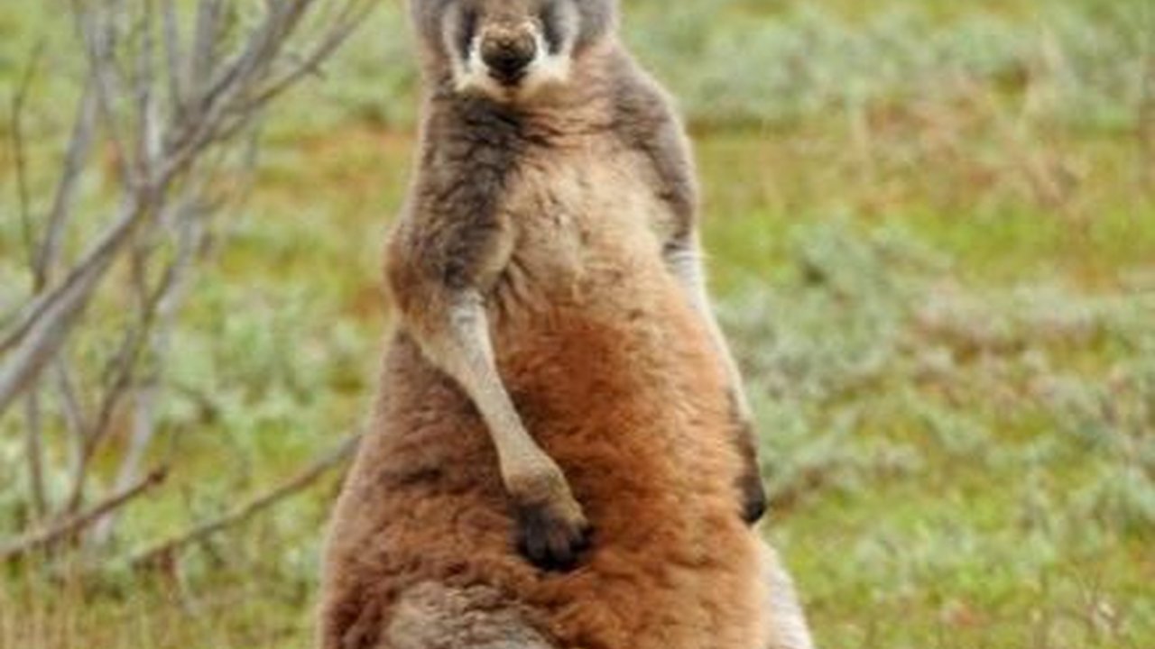 Petani Australia Dihajar Kanguru Setinggi 2 Meter, Ternyata Ini Penyebabnya