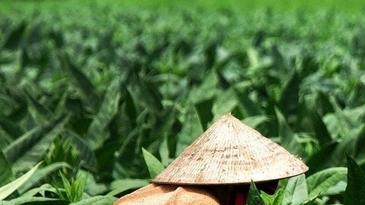 Kisah Perbudakan Petani di Perkebunan Tembakau Deli, Korbannya Ribuan Kuli Perempuan dari India