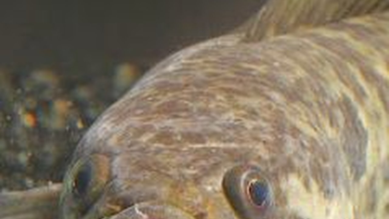 Ikan Gabus, Si Ekonomis Dengan Sejuta Manfaat, Mulai dari Penyembuhan Luka Hingga Untuk Ibu Hamil