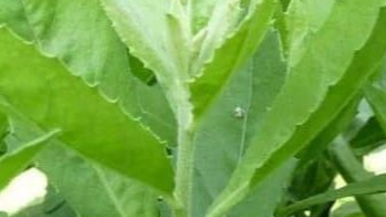 Rutin Konsumsi Daun Beluntas Bikin Miss V Bersih Dan Cegah Penuaan Dini