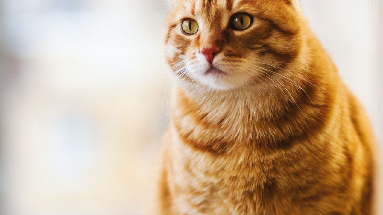 Harga Vaksin Kucing Lengkap, Pahami Usia yang Tepat untuk Memvaksin