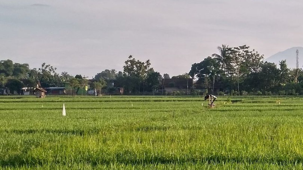 Cara Unik Pemkab Purwakarta Atasi Hama Tikus, Sebar Pasukan Burung Hantu di Persawahan