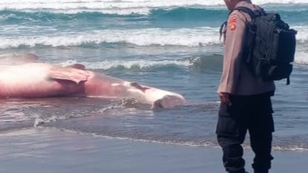 Hiu Paus Sepanjang 6,6 Meter Ditemukan Mati di Pantai Bali