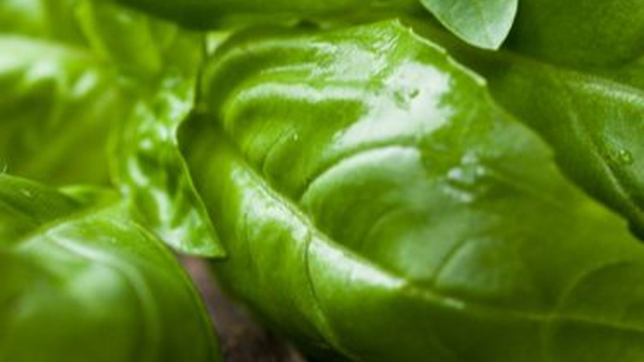 8 Cara Mengusir Nyamuk di Kamar Bayi, Paling Aman untuk Kesehatan si Kecil