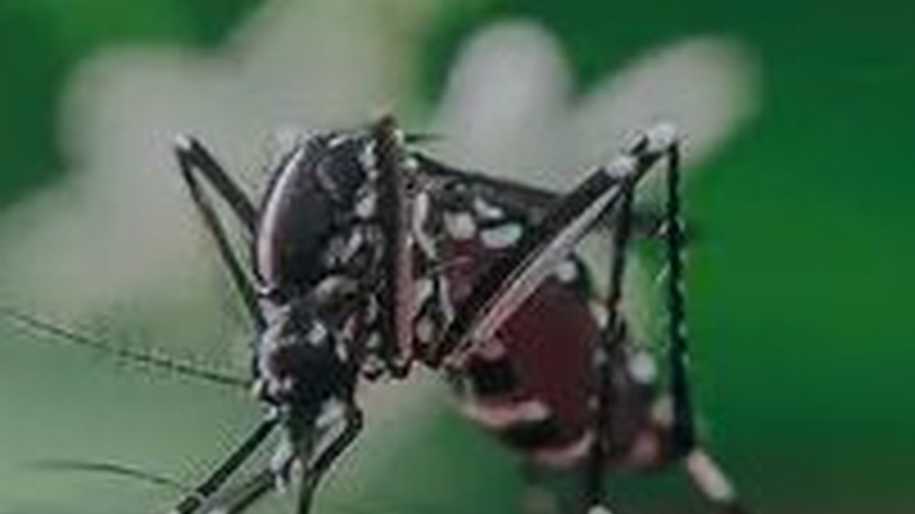 10 Cara Alami Basmi Nyamuk, Tanpa Pengawet, Sehat & Dijamin Ampuh!