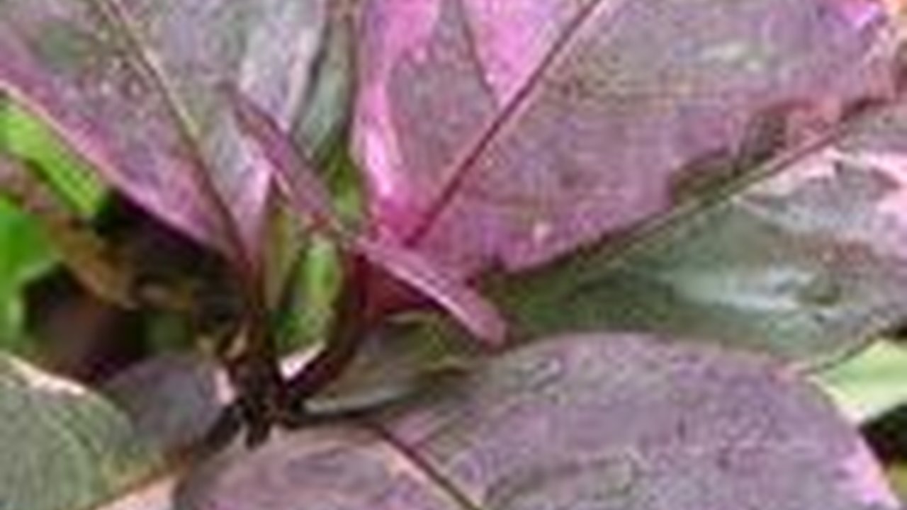 14 Manfaat Konsumsi Daun Ungu Bagi Kesehatan, Atasi Wasir & Jadi Alat Kontrasepsi Alami