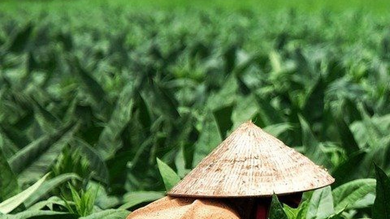 Mengenal Poenale Sanctie, Praktik Hukuman Kejam bagi Kaum Buruh di Perkebunan Deli