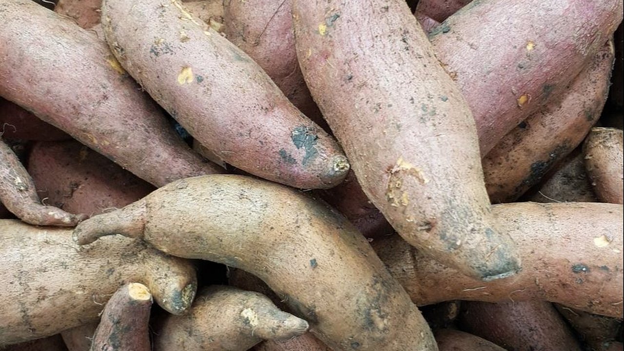 Mengenal Ubi Madu Asli Sukabumi, Rasanya Manis Lembut dan Tembus Pasar Asia