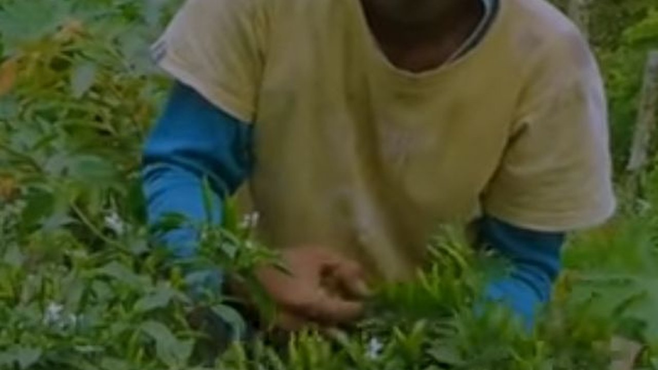 Tanam Cabai, Kelompok Petani Ini Raup Omzet Jutaan Rupiah Tiap Kali Panen