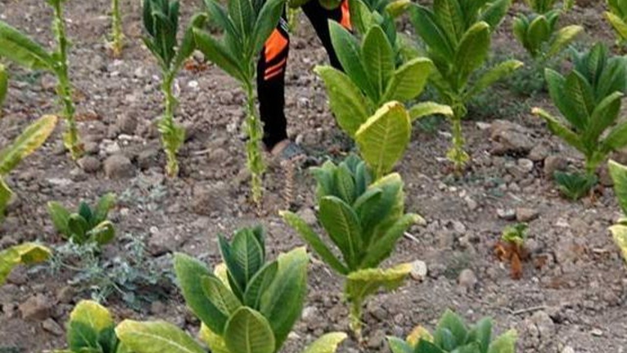 Aturan Produk Tembakau Dikhawatirkan Berdampak ke Maraknya Rokok Ilegal