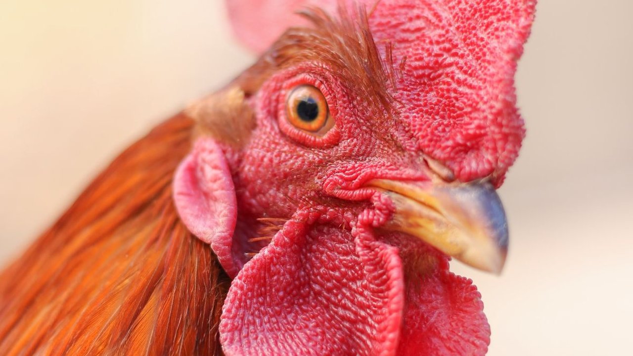 Jenis Ayam Aduan Terpopuler dan Paling Banyak Dicari, Berikut Daftarnya