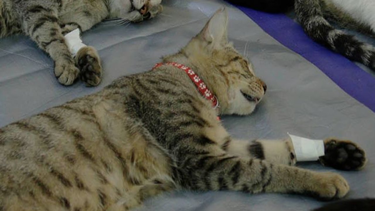FOTO: Sudin KPKP Jaksel Gelar Sterilisasi Gratis untuk Ratusan Kucing, Cek Jadwal Berikutnya