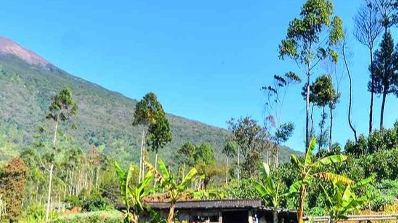 Petani Minta Kemenkes Kaji Ulang Aturan Tembakau di RPP Kesehatan, Kenapa?