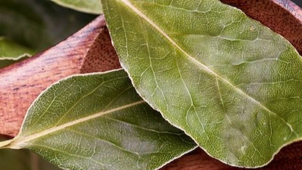 14 Manfaat Kesehatan Daun Salam untuk Tubuh secara Keseluruhan