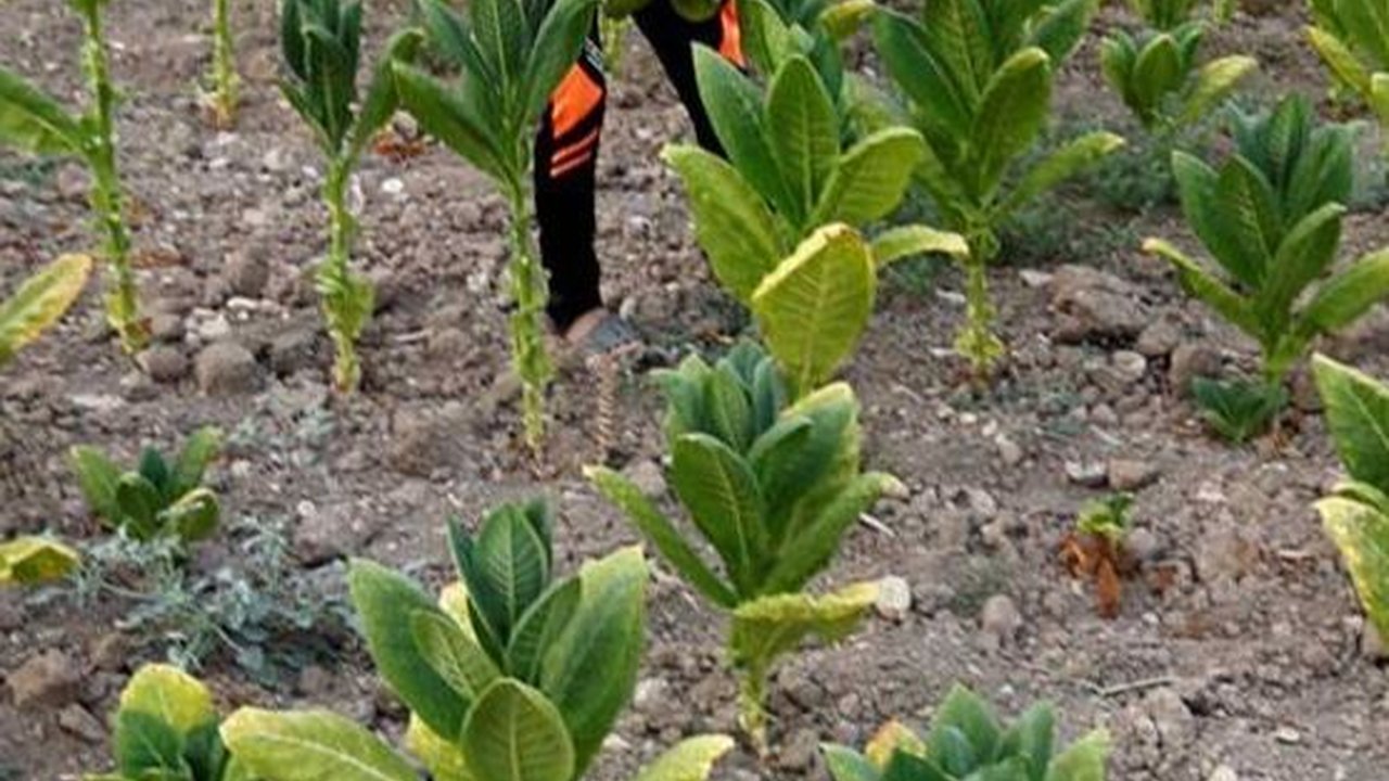 Di Daerah Ini Ada 92 Perusahaan Rokok, Serap 80.000 Tenaga Kerja