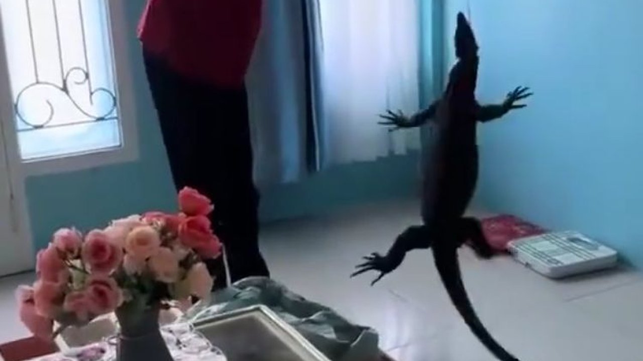 Serba Bisa, Aksi Kurir Paket Bantu Tangkap Biawak Masuk Rumah Ini Viral