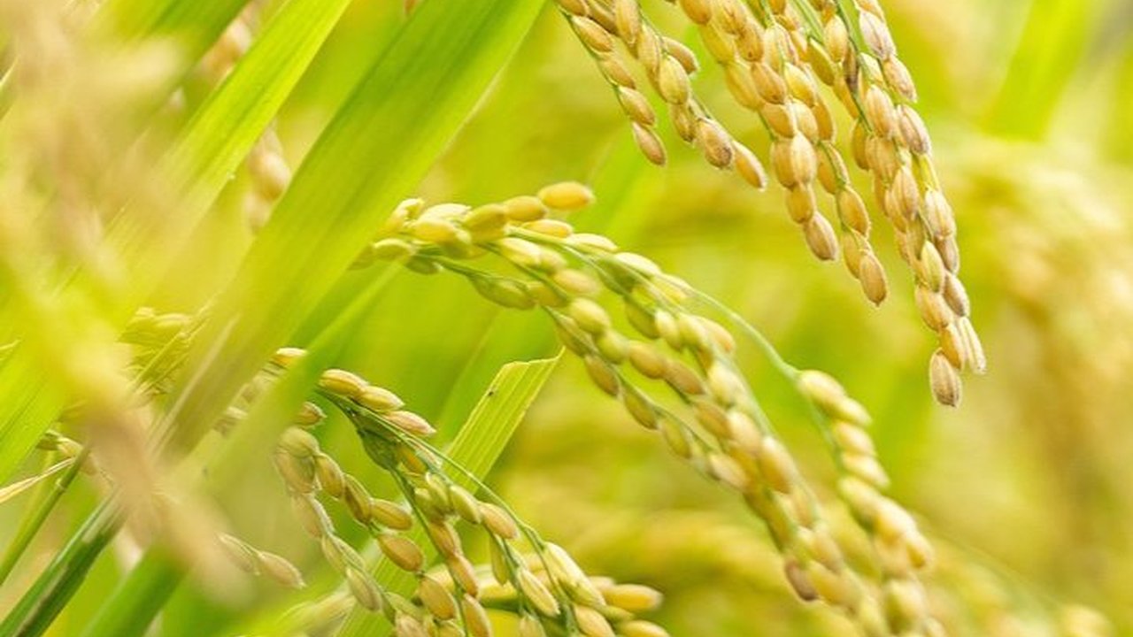 Mengenal Keuneunong, Sistem Penanggalan Kuno Suku Kluet Aceh saat Musim Tanam