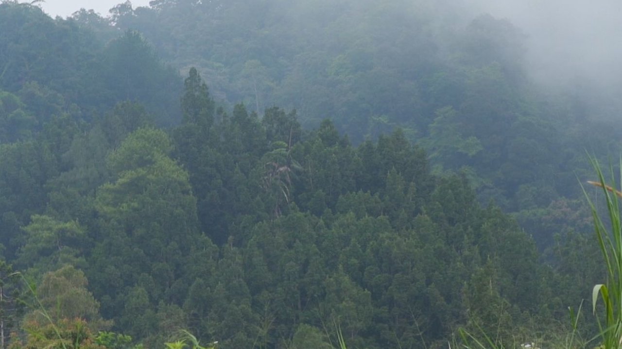 Usianya Disebut Jauh Lebih Tua dari Gunung Merapi, Ini Fakta Unik Bukit Turgo-Plawangan