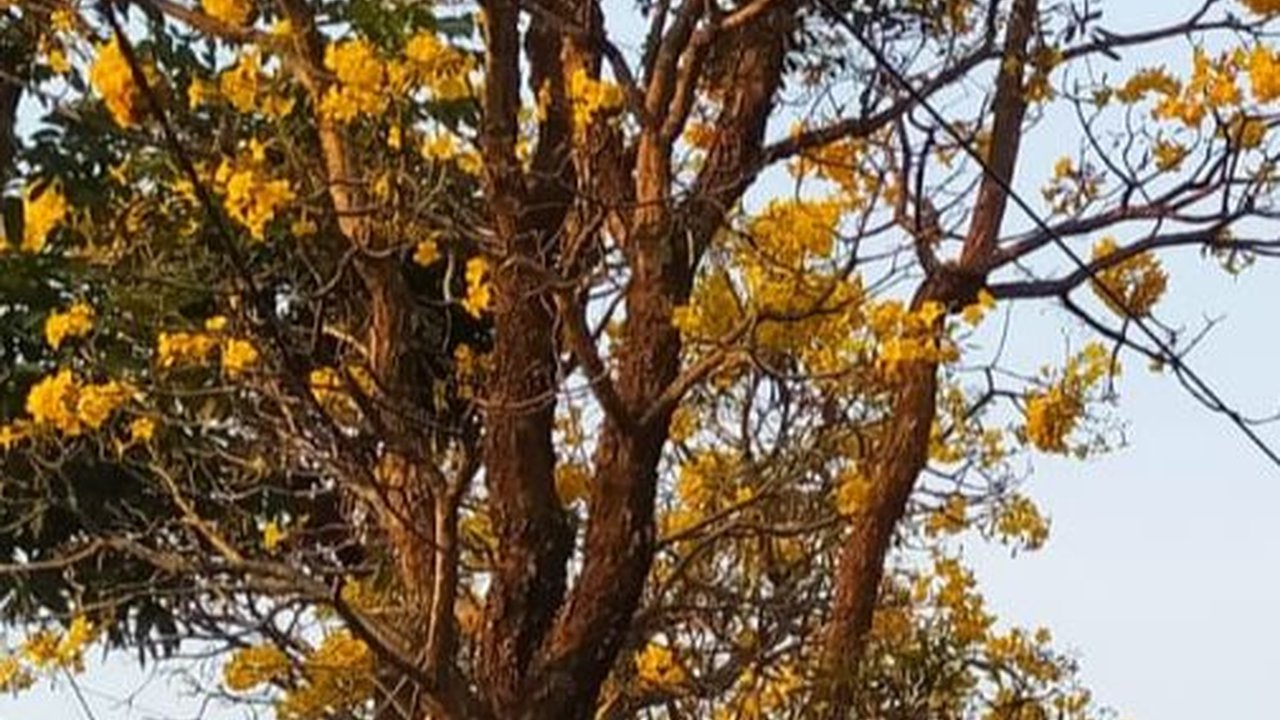 Momen Langka Pohon Tabebuya di Malang Keluarkan Air Bak Hujan, Bikin Warga Melongo