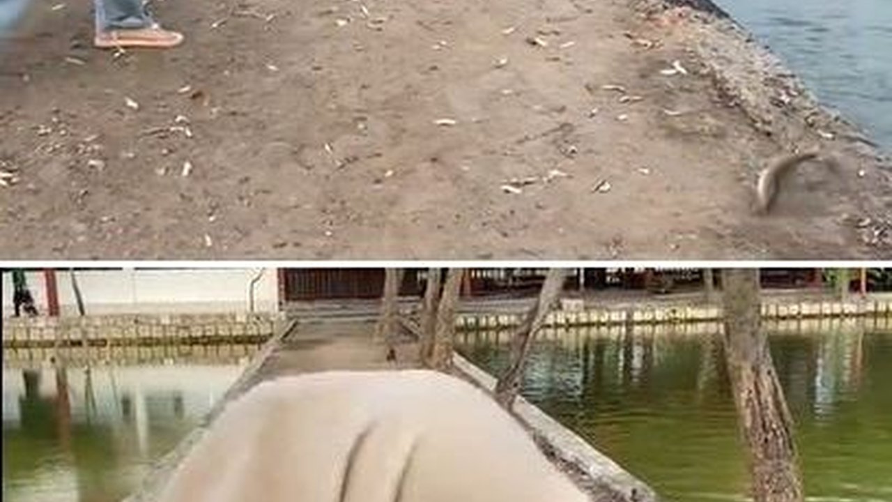 Viral Momen Kocak Wanita saat Mancing, Udah Dapat Ikan Malah Kabur