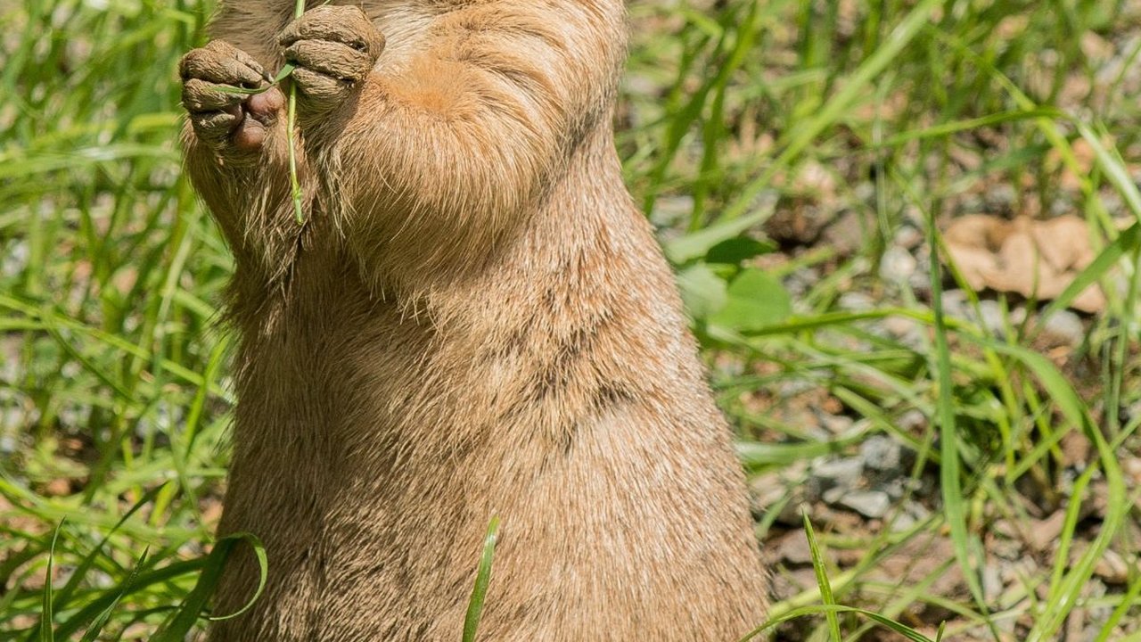 Sejak Zaman Batu Hewan Ini Berjasa Besar Bagi Manusia, Tulang dan Giginya Bisa Jadi Perkakas