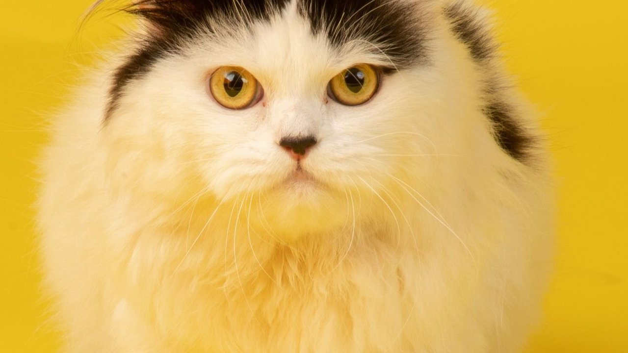 200 Nama Kucing Lucu Betina dan Jantan, Unik dan Mudah Diingat