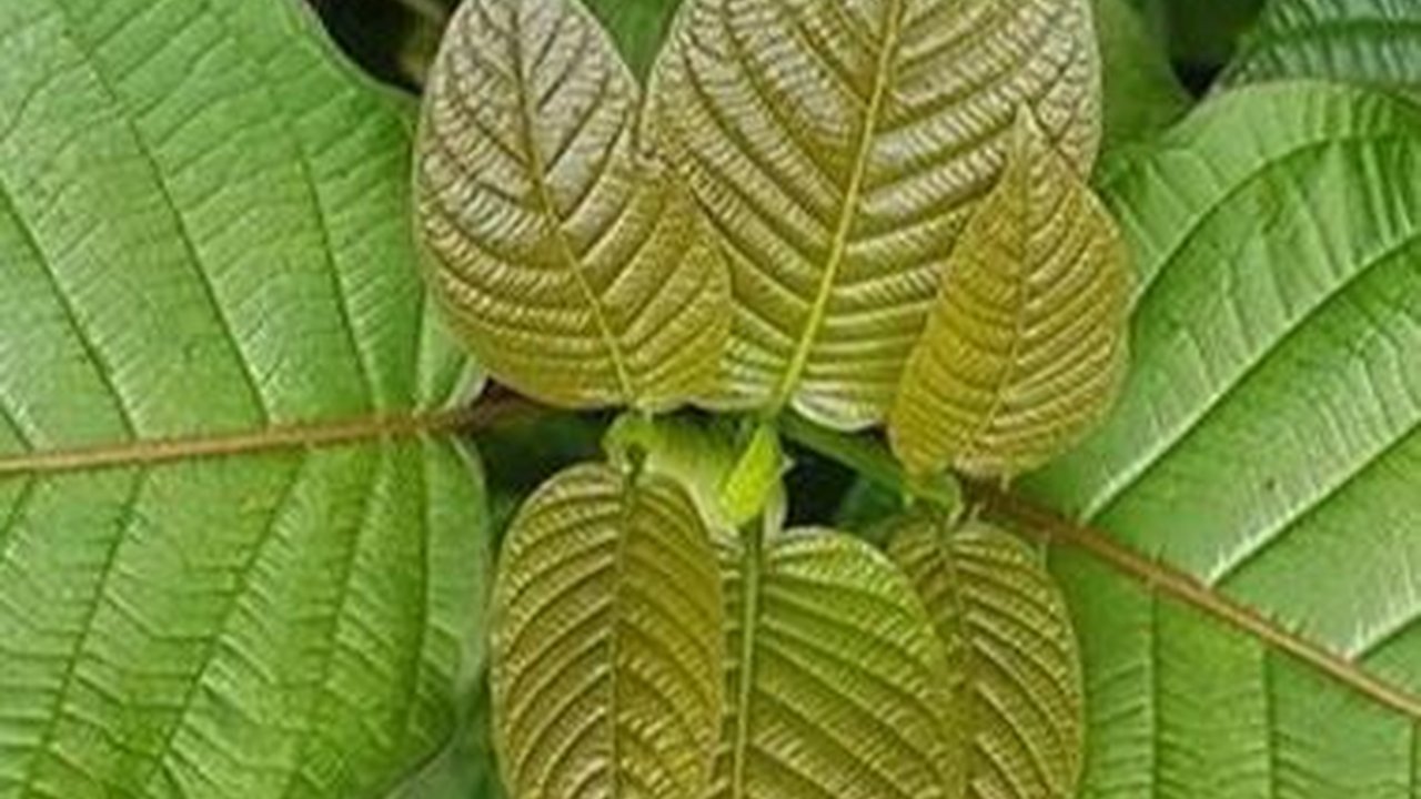 Efek Samping Daun Kratom untuk Kesehatan, Perlu Diwaspadai