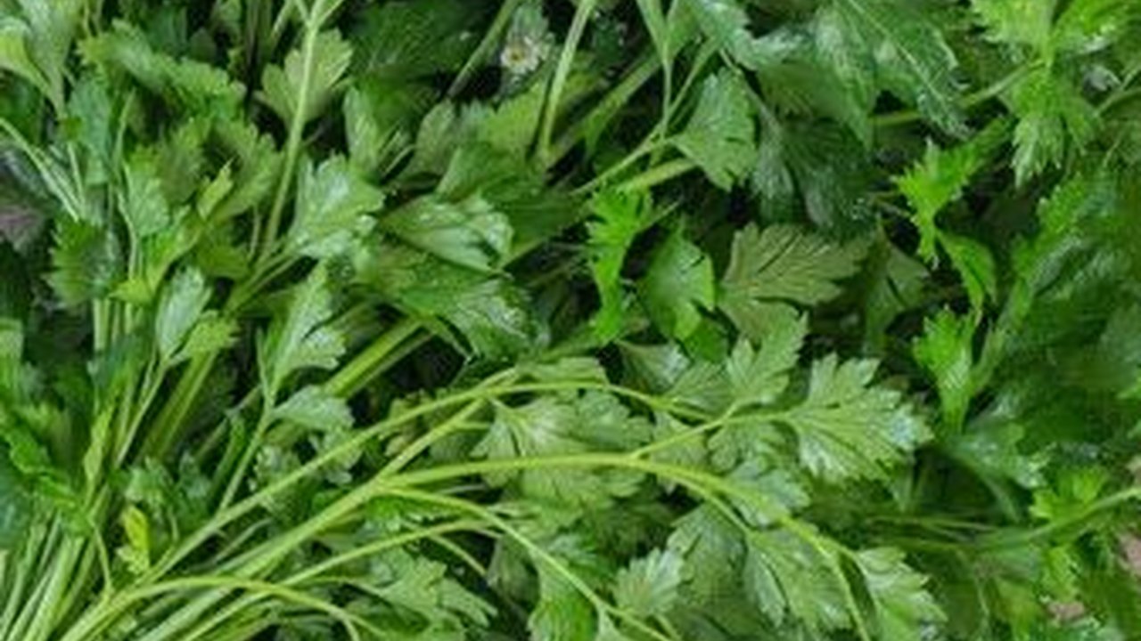 8 Manfaat Daun Peterseli Untuk Kesehatan Anak, Termasuk Otak dan Pengelihatan