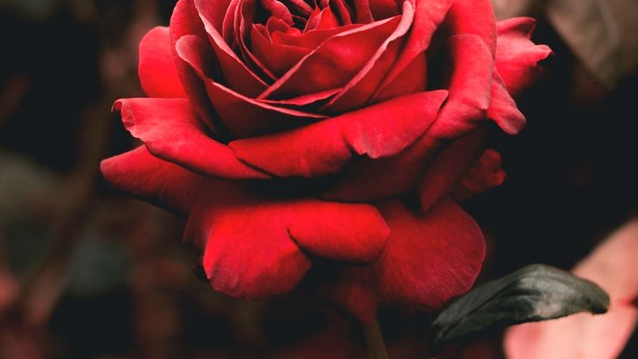 40 Kata-kata tentang Bunga yang Bermakna, Gambarkan Romansa dan Keindahan