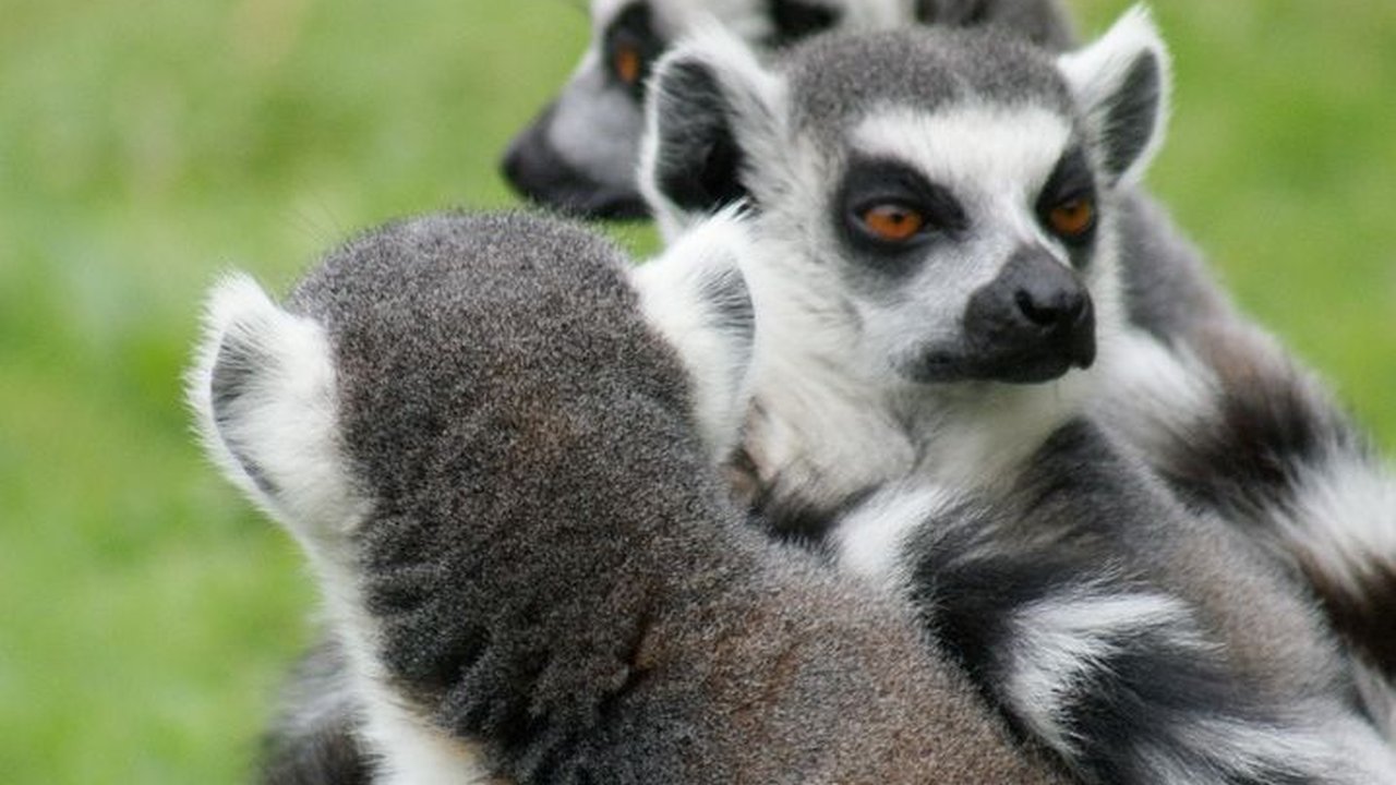 27 Oktober Hari Lemur Sedunia, Ketahui Sejarah dan Upaya Konservasinya