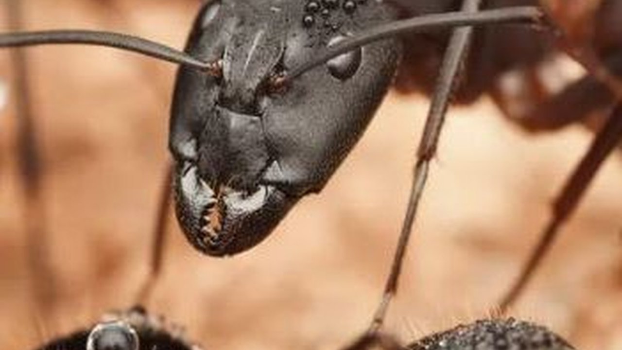Peradaban Terbesar di Bumi Ternyata Ada di Bawah Tanah, Ada 'Ratu', Prajurit, Sampai Petani