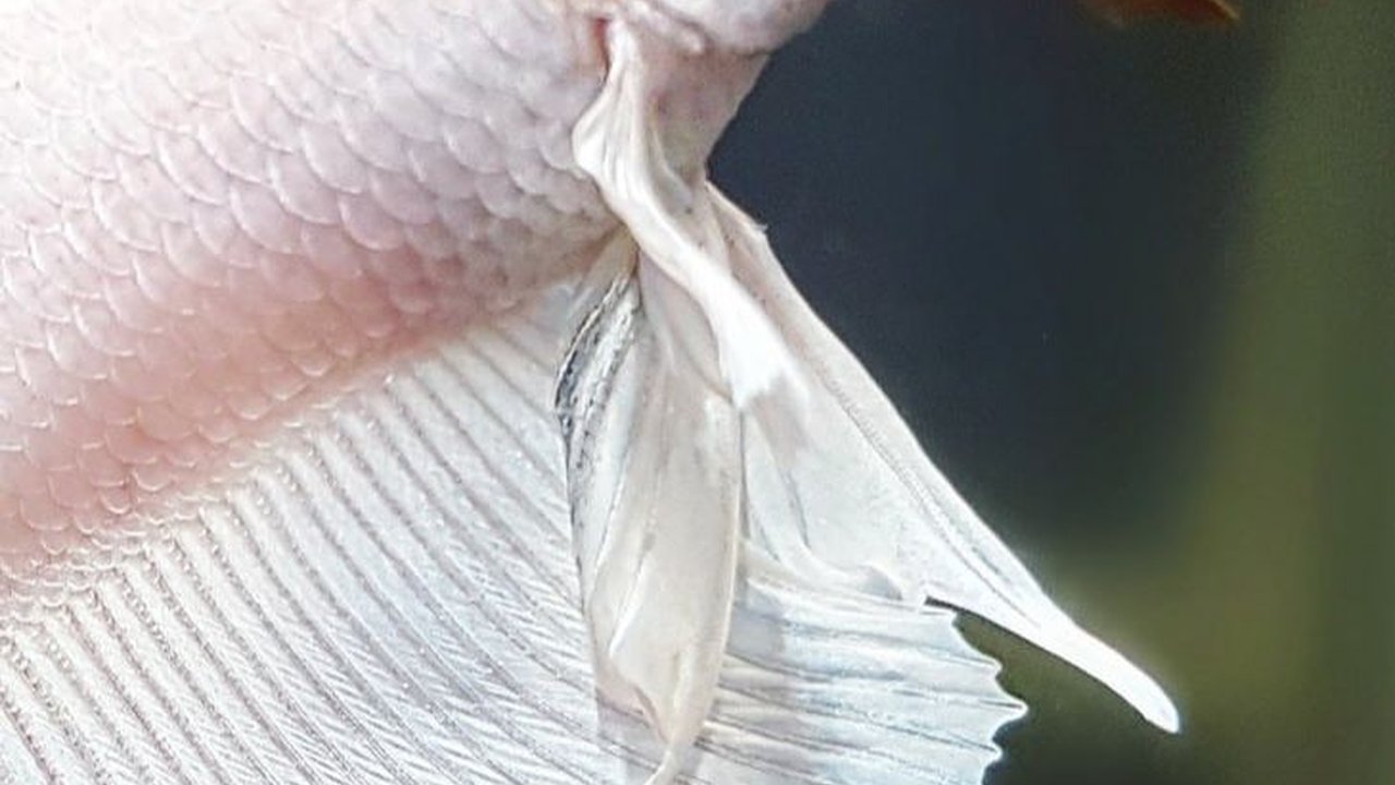 Geser Singapura, Indonesia Jadi Eksportir Ikan Hias Terbesar Ke-2 di Dunia