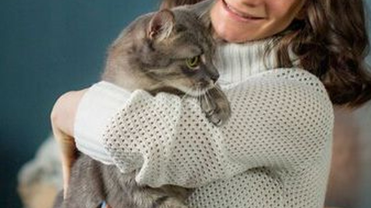 Cara Cerdas Merawat Kucing yang Sedang Hamil, Hati-hati dan Bertanggung Jawab