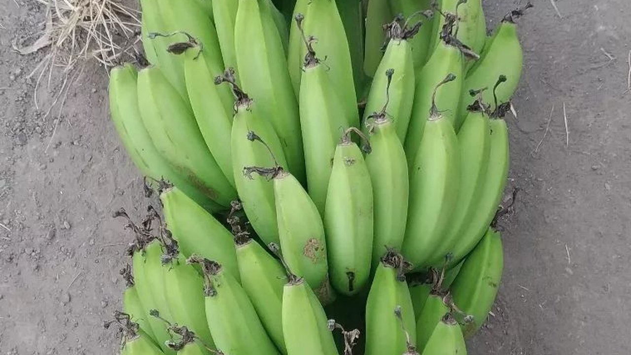 Mengunjungi Surga Pisang Indonesia, Pengunjung Bisa Temukan Berbagai Jenis Pisang di Sepanjang Jalan