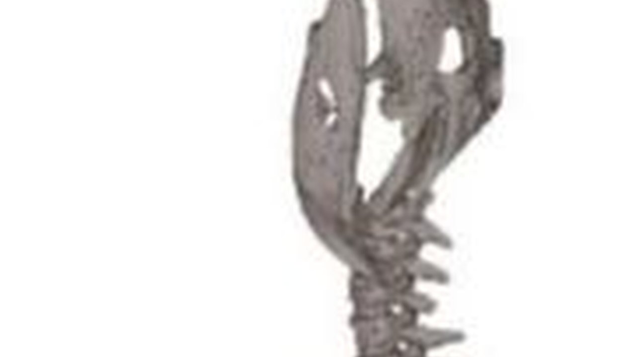 Fosil Buaya Kuno dengan Kepala Terpenggal Ditemukan di China, Arkeolog Ungkap Penyebab Matinya Hewan Predator Ini