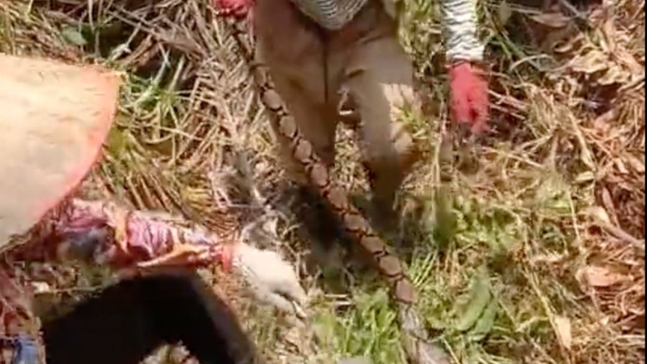 Momen Ras Terkuat di Bumi Ramai-Ramai Tak Beri Ampun  Ular Sanca Kembang